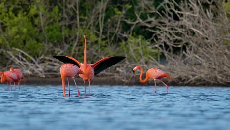 Pink-red-flamingo-spreads-black-wings-and-quickly-flaps-and-shakes-head,-slow-motion