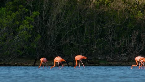 Telephoto-medium-shot-of-flamingos-feeding-on-edge-of-tall-tropical-forest-in-brackish-water