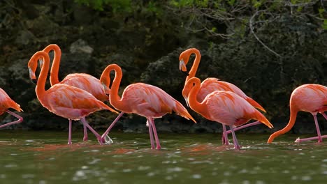 Tracking-follows-flamingo-flock-walking-lifting-legs-through-water,-mangrove-forest-and-rocky-coastline