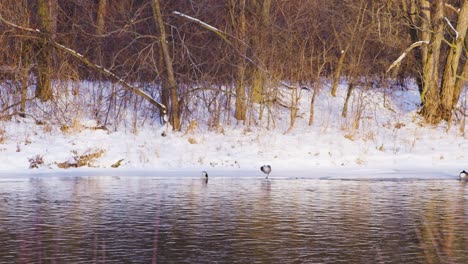 Canada-Goose-resting-on-one-foot-on-ice-next-to-a-flowing-river-surrounded-by-trees