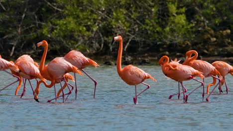 Flock-of-flamingos-walk-uniformly-as-pack-with-wind-blowing-across-feathers
