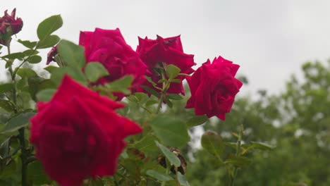 Elegantes-Rosas-Se-Mecen-Con-El-Viento,-Una-Danza-De-Pétalos-Y-Fragancias-Al-Ritmo-De-La-Naturaleza