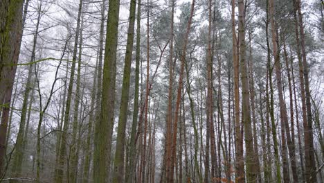 Wald,-Winterschnee,-Weitwinkel,-Immergrüner-Baum,-Abschmelzender-Wintertagsschnee