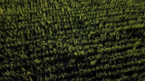Reisfeld-In-Der-Sommersaison-Wachstumskonzept-Grüne-Frische-Pflanze-Im-Reisfeld-Ackerland-Landwirtschaftsindustrie-Iran-Gilan-Anbau-Und-Herstellung-Traditioneller-Rohkostmaterialien,-Organisches,-Gesundes-Produkt