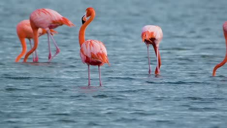 Telephoto-closeup-of-orange-pink-flamingo-preening-and-feeding-in-open-waters