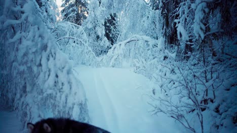Winterlicher-Waldpark-Mit-Dickem-Neuschnee-Bedeckt
