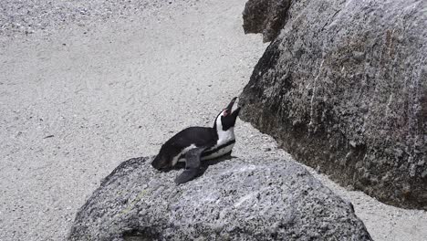 Afrikanischer-Pinguin-Am-Boulders-Beach,-Kaphalbinsel-In-Der-Nähe-Von-Simon&#39;s-Town-In-Kapstadt,-Südafrika