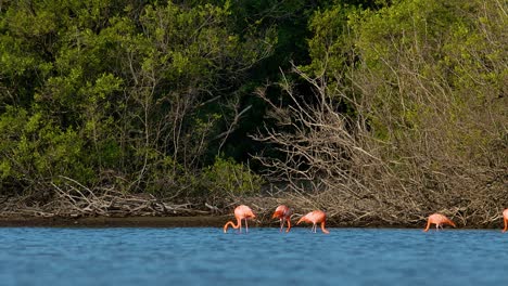 Towering-mangrove-forest-with-flamingo-flock-feeding-in-brackish-water-on-Caribbean-island