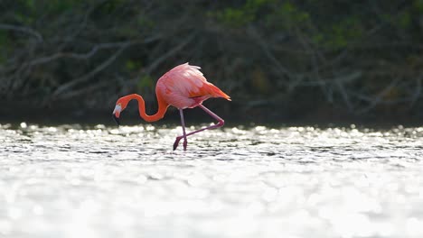 Flamingo-walks-with-head-down-in-water-feeding-as-light-sparkles-across-open-brackish-pond