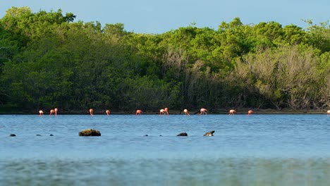 Wide-angle-zoom-to-flamingo-pack-feeding-along-coast-of-mangrove-forest