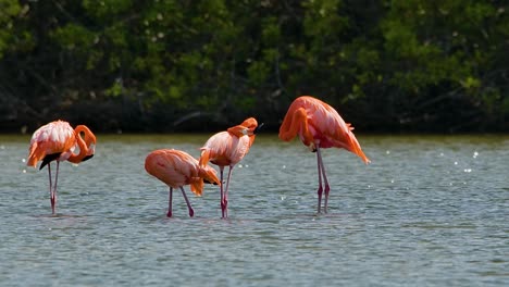 Glorious-strong-tall-falmingo-birds-preen-and-clean-feathers-in-slow-motion-with-mangrove-tree-background