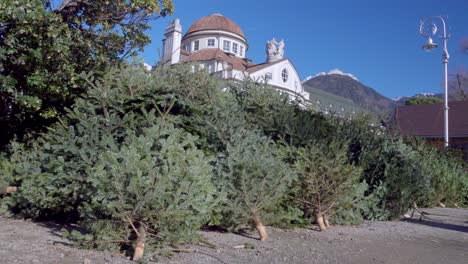Disused-Christmas-trees-piled-up-at-a-collection-point-ready-for-disposal