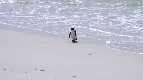 Pingüino-Africano-Caminando-En-La-Playa-En-Ciudad-Del-Cabo,-Sudáfrica---Plano-General