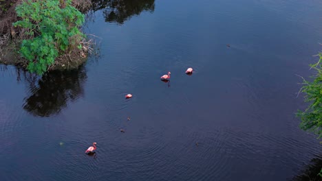 Luftrückzug-Zeigt-Flamingos,-Die-Im-Mangroven-Wattwald-Schwimmen