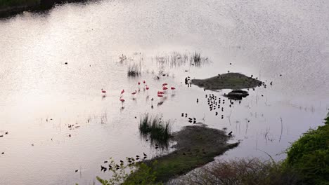 Aerial-orbit-of-flamingos-walking-around-mudflats-feeding-among-tall-reeds