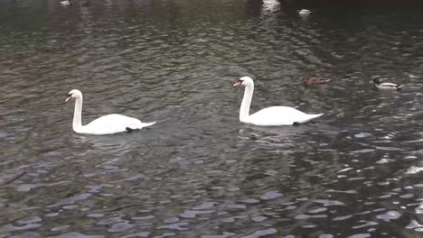 2-swans-swimming-followed-by-a-duck-9-secs-50-fps-HD-00339