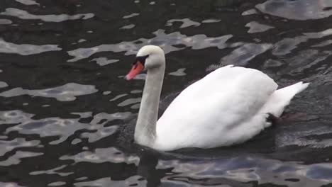 Swan-swimming-5-secs-50-fps-HD-00329.mp4