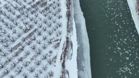 Drohnenaufnahme-Eines-Schneebedeckten-Apfelgartens-Entlang-Des-Yakima-Flusses