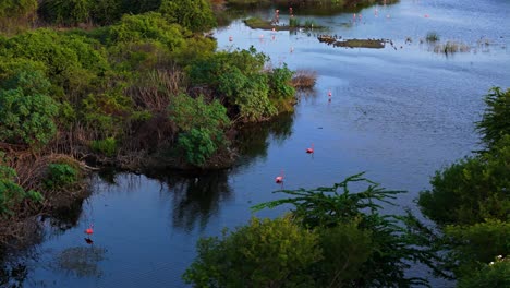Flamingos-float-and-walk-in-shallow-tropical-marshland-below-mangroves