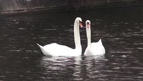 2-Two-swans-spring-choregraphy-50-fps-10-sec-HD-00317
