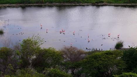 Cars-drive-by-on-highway-as-flamingo-flock-feeds-undisturbed-in-mangrove-wetlands