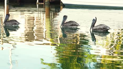 Brutender-Erwachsener-Atlantischer-Braunpelikan-Mit-Zwei-Jungfischen-Schwimmt-Im-Kanal-In-Florida-Keys