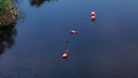 Flamingos-Laufen-über-Das-Offene-Wasser-Des-Mangrovenwaldes,-Luftaufnahme