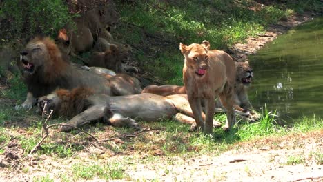 Lion-pride-hide-from-hot-African-sun-in-tree-shadow-near-water-reservoir
