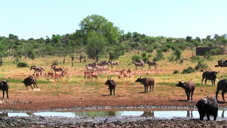 Large-group-of-African-wildlife-animals-gathered-near-grassland-muddy-puddle
