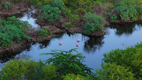 Drohnen-Dolly,-Um-Flamingo-Herde-Im-Wattwasser-Der-Karibikinsel-Zu-Entdecken