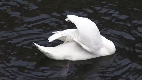 Cisne-Blanco-Limpiándose-6-Segundos-Hd-50-Fps00334