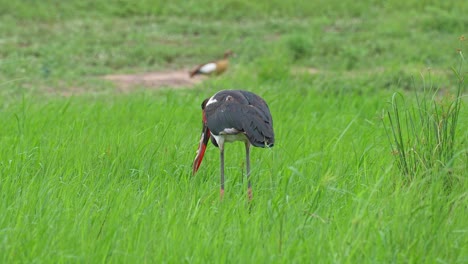 Endangered-Saddle-billed-Stork-Bird-Swallowing-Fish-While-Wading-In-African-Wetland,-Slow-motion,-Medium-Shot