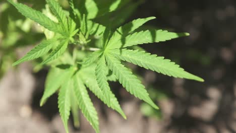 Marihuanablätter-Auf-Einer-Lebenden-Pflanze,-Die-Draußen-Wächst-Und-Sich-Im-Wind-Wiegt