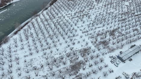 Drohnenaufnahme-Eines-Schneebedeckten-Obstgartens-Am-Yakima-Fluss