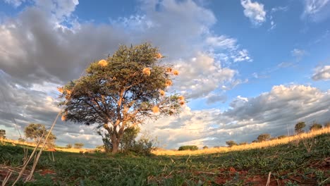 Experience-the-dynamic-evolution-of-the-sky-in-a-display-of-nature's-elegance-and-beauty-in-this-time-lapse-captured-in-the-Southern-Kalahari