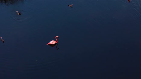 Flamingo-sits-in-water-with-reflection-in-deep-blue-pond,-vibrant-white-pink-feathers