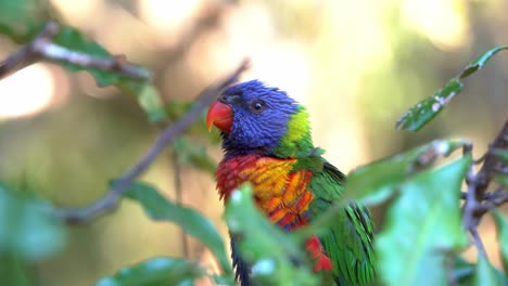 Close-up-shot-of-a-rainbow-lorikeet,-trichoglossus-moluccanus-perching-on-the-tree-in-its-natural-habitat,-wondering-around-the-surroundings-and-walking-up-the-branch-against-dreamy-bokeh-background