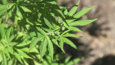 Cannabispflanze-Wächst-Draußen-Wild