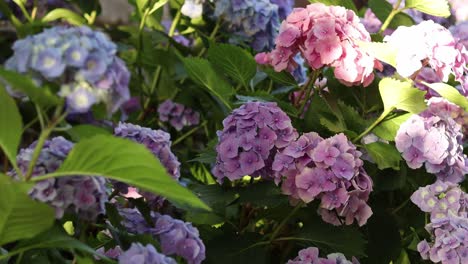 Wunderschöne-üppige-Hortensienbüsche-Mit-Rosa-Und-Violetten-Blüten,-Die-Vom-Wind-Verweht-Werden