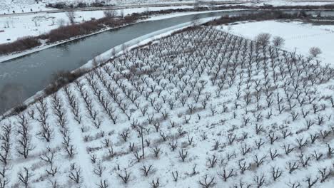Drohnenaufnahme-Von-Schnee,-Der-Einen-Apfelgarten-Entlang-Des-Yakima-Flusses-Bedeckt