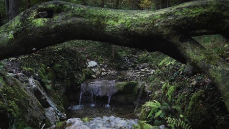 Small-stream-in-the-forests-of-Switzerland