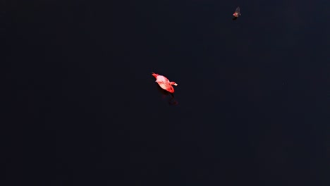 Drone-overview-of-single-flamingo-floating-in-water,-empty-dark-blue-background