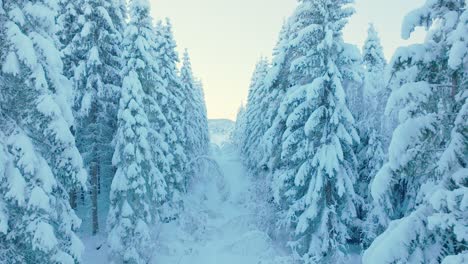 Ambiente-Invernal-Con-Coníferas-Cargadas-De-Nieve.