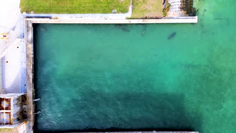Manatees-swimming-in-warm-waters-of-South-Florida