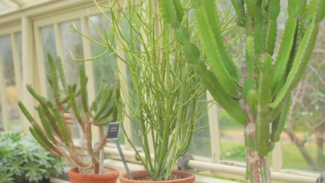 Plantas-De-Cactus-Ornamentales-Dentro-De-Invernadero-En-Los-Jardines-Botánicos-Nacionales-De-Dublín,-Irlanda