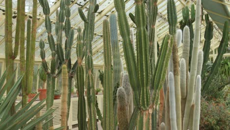 Cactus-Y-Suculentas-En-Cactus-House-En-El-Jardín-Botánico-Nacional-De-Irlanda-En-Dublín.