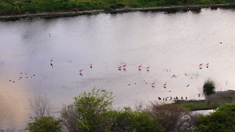 Stunning-orbit-around-flamingo-flock-and-wetland-marsh-birds-feeding-at-sunset