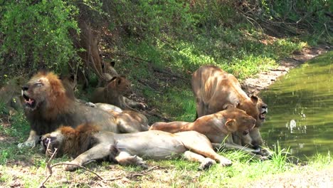 Exhausted-lion-pride-rest-in-tree-shadow-near-water-on-hot-African-day