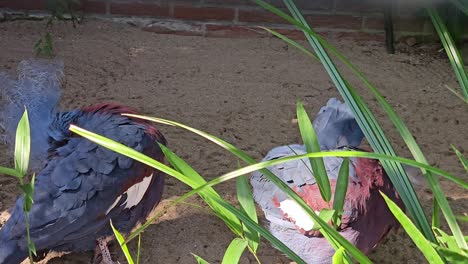 Victoria-crowned-pigeon-portrait-in-the-zoo-as-they-clean-themselves