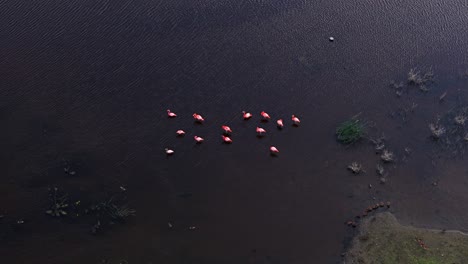 Leuchtend-Rosa-weiße-Flamingos-Ernähren-Sich-Von-Dunklem-Wattwasser-In-Der-Luftumlaufbahn